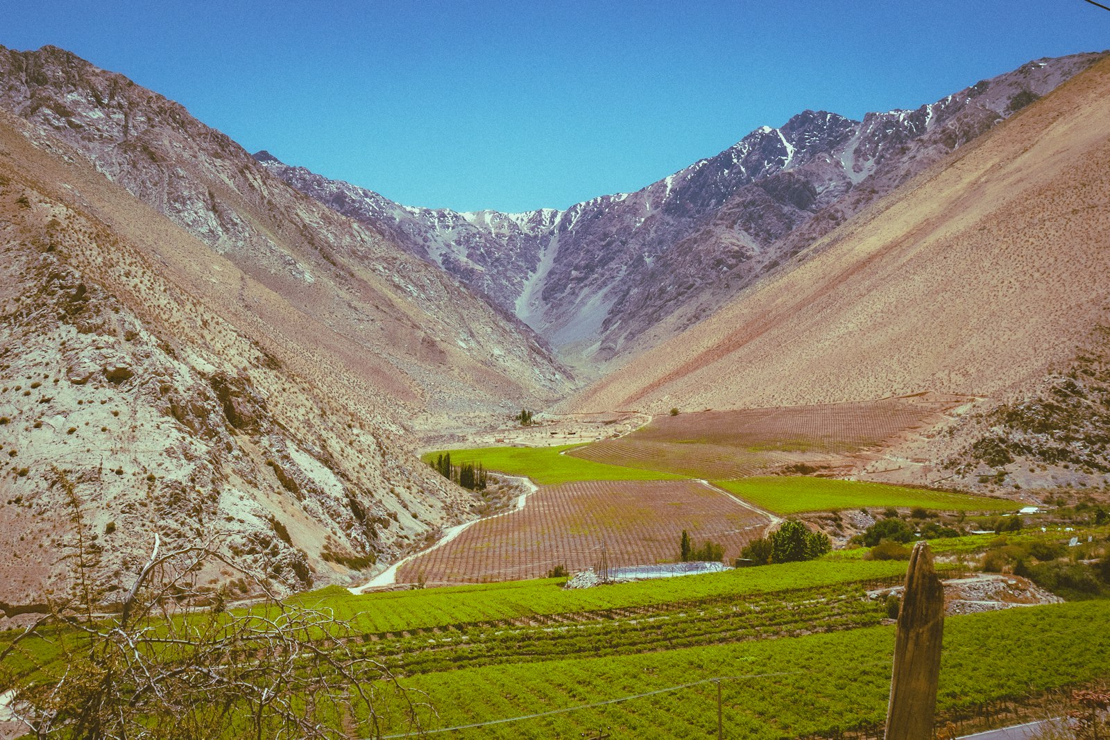 Hileras de vinedo en el valle de Colchagua