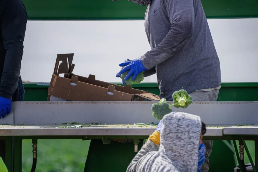 Trabajadores embalando verduras en una línea de packing en terreno